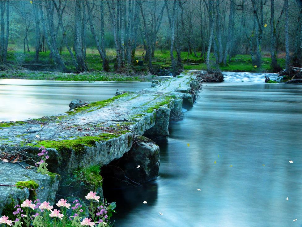 Morning In The Forest Animated Wallpaper Preview - Animated Wallpaper Forest Full Hd - HD Wallpaper 