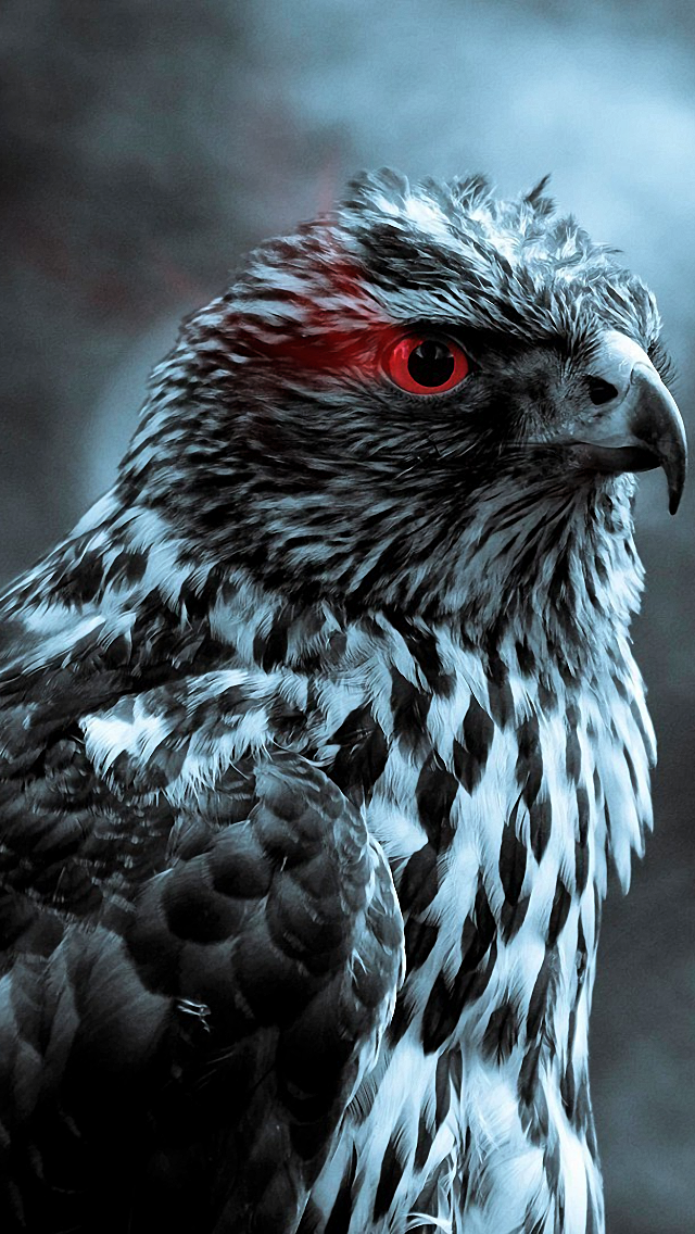 Hawk Wallpaper Hd - 640x1136 Wallpaper Hawk Wallpaper Hd - 640x1136 Wallpaper