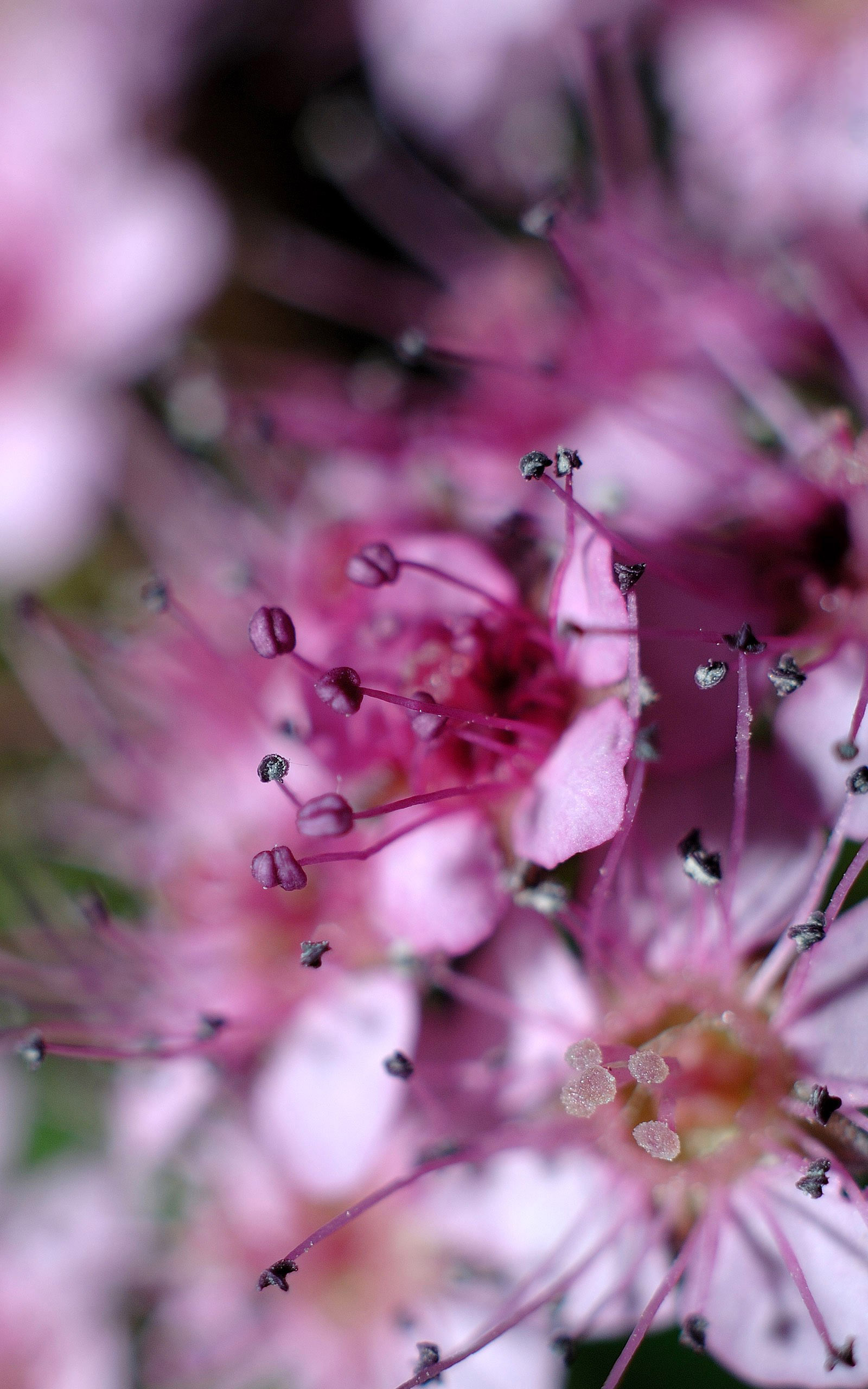 Purplemood Wallpaper - Cherry Blossom - HD Wallpaper 