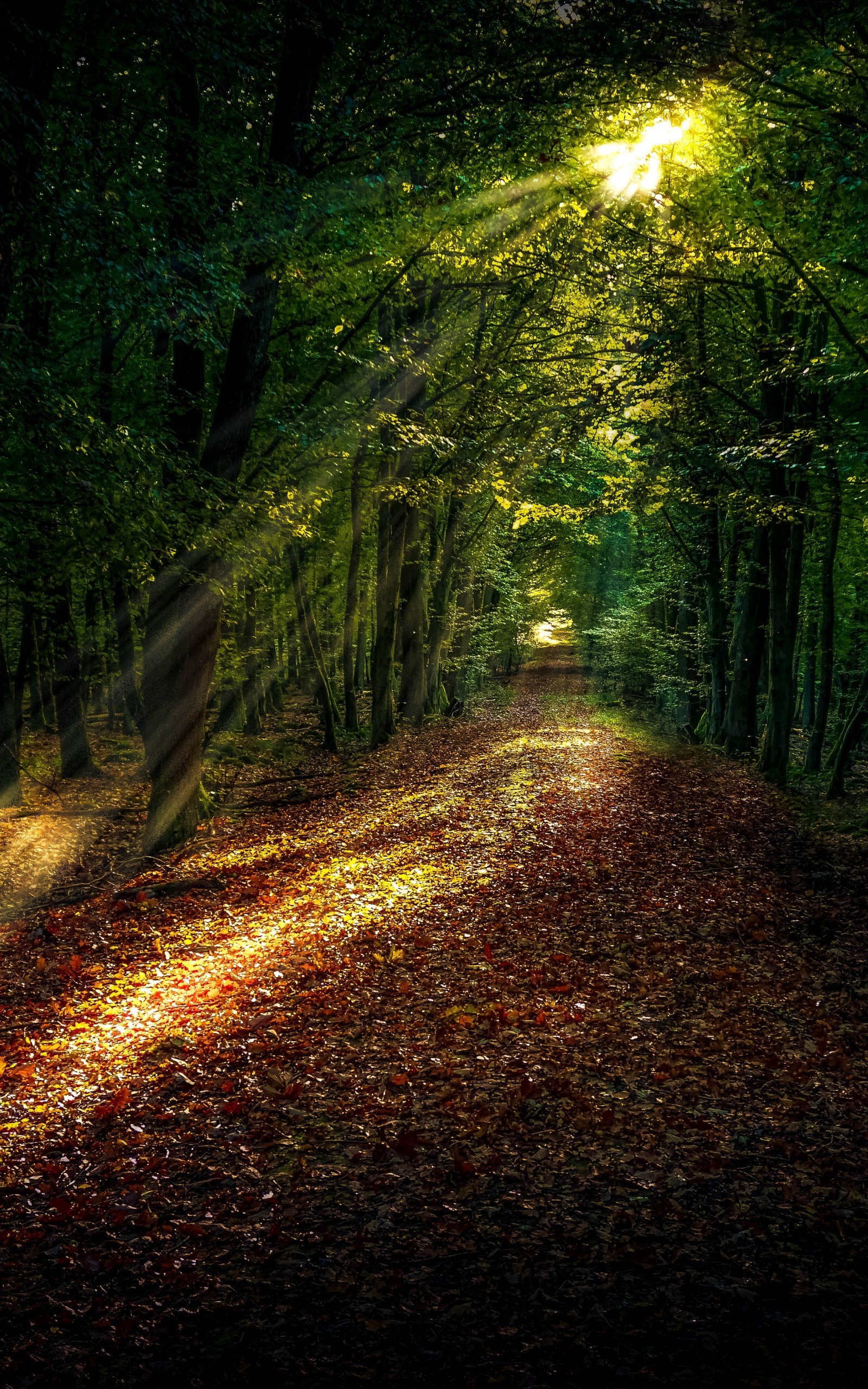 Fall, Trees, Sunlight - Forest Path - HD Wallpaper 