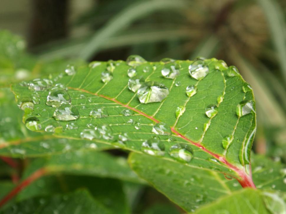 Water Bubble On Leaf Wallpaper,water Hd Wallpaper,bubble - Water Bubbles On Leaf - HD Wallpaper 