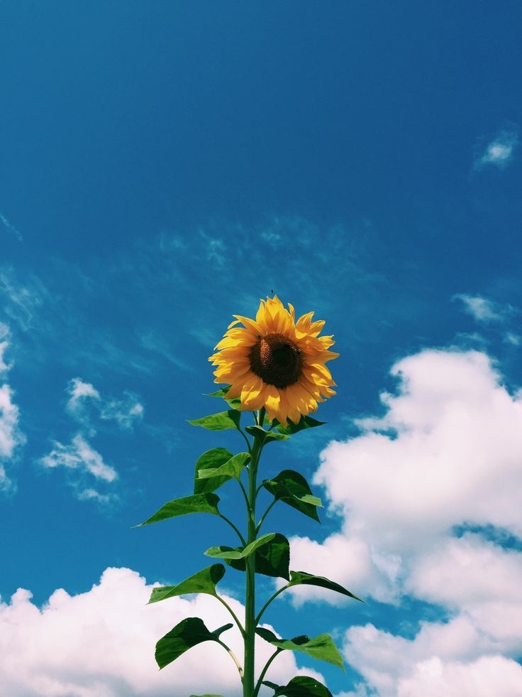 Sunflower And Blue Sky - HD Wallpaper 