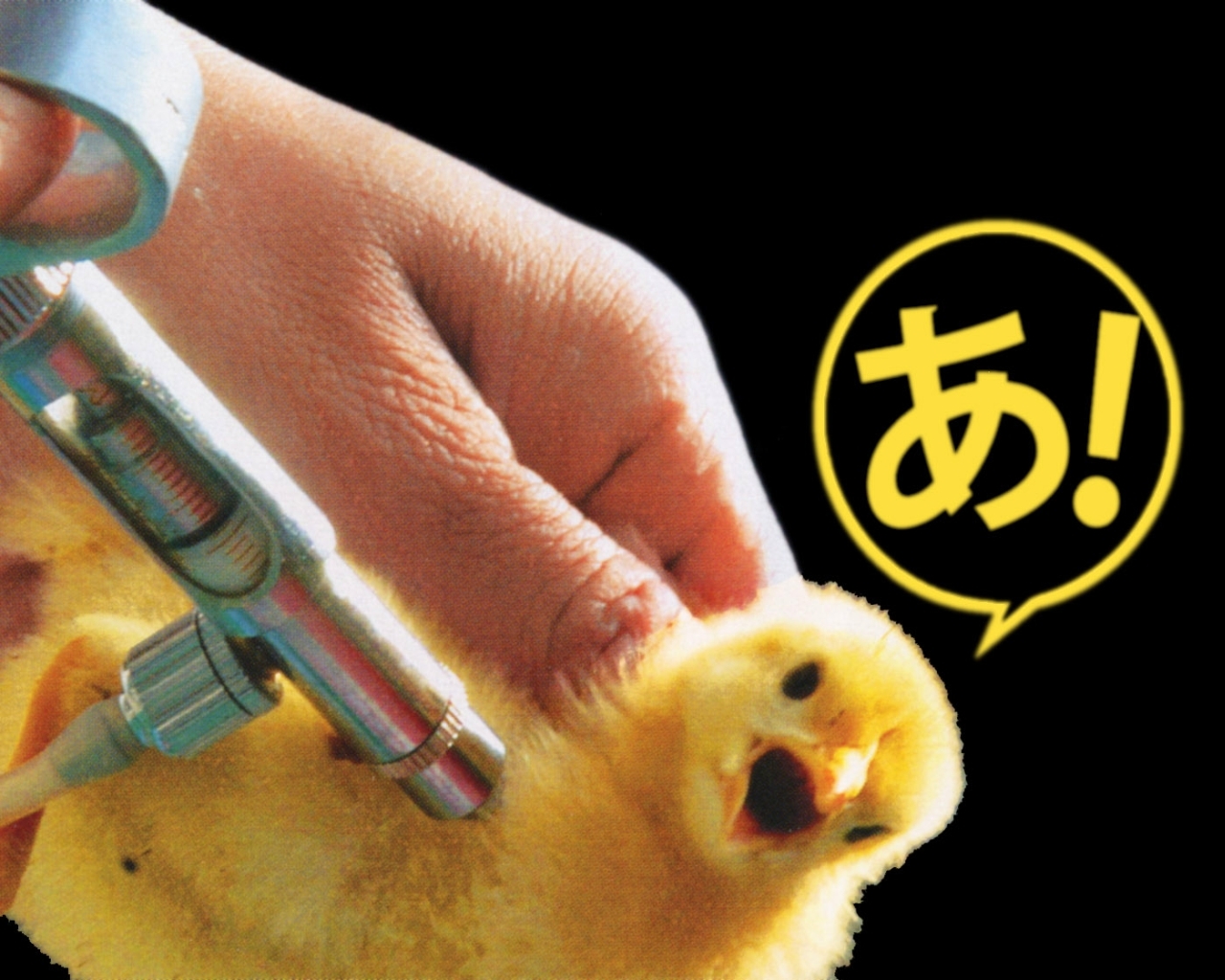 Rodent - HD Wallpaper 