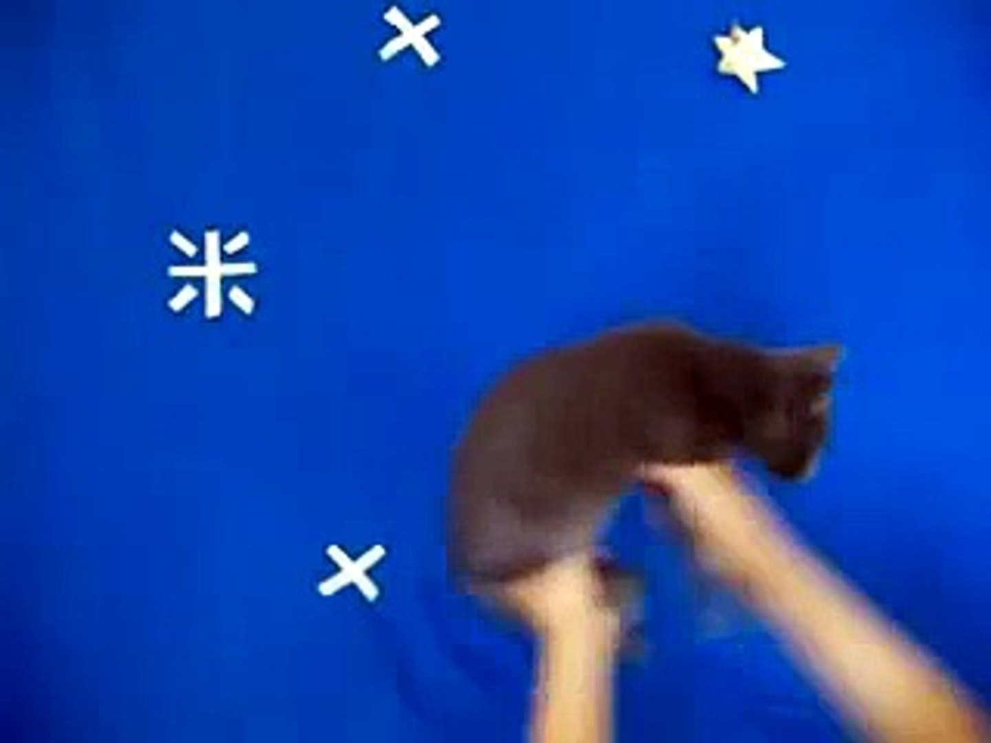 Cat Jumps - HD Wallpaper 