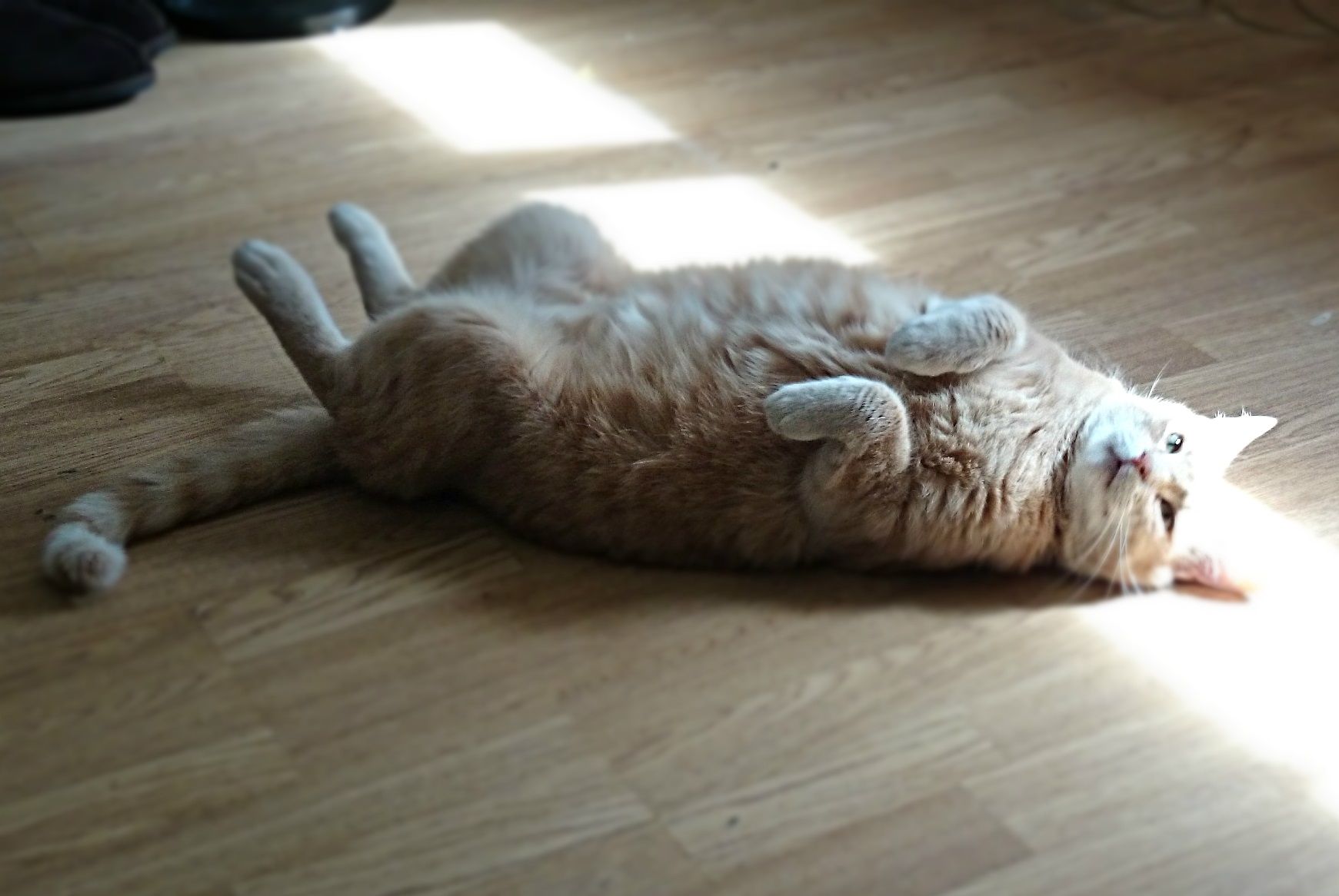 Cat Accent Cluedo Uno Dialect Study - Squitten - HD Wallpaper 