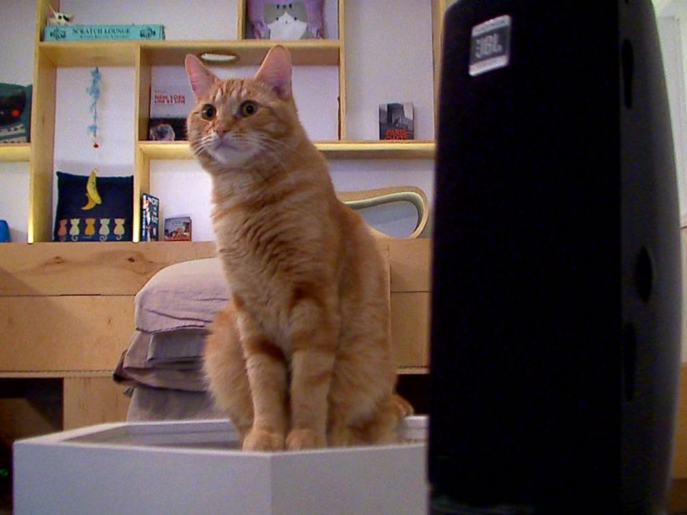Domestic Short-haired Cat - HD Wallpaper 