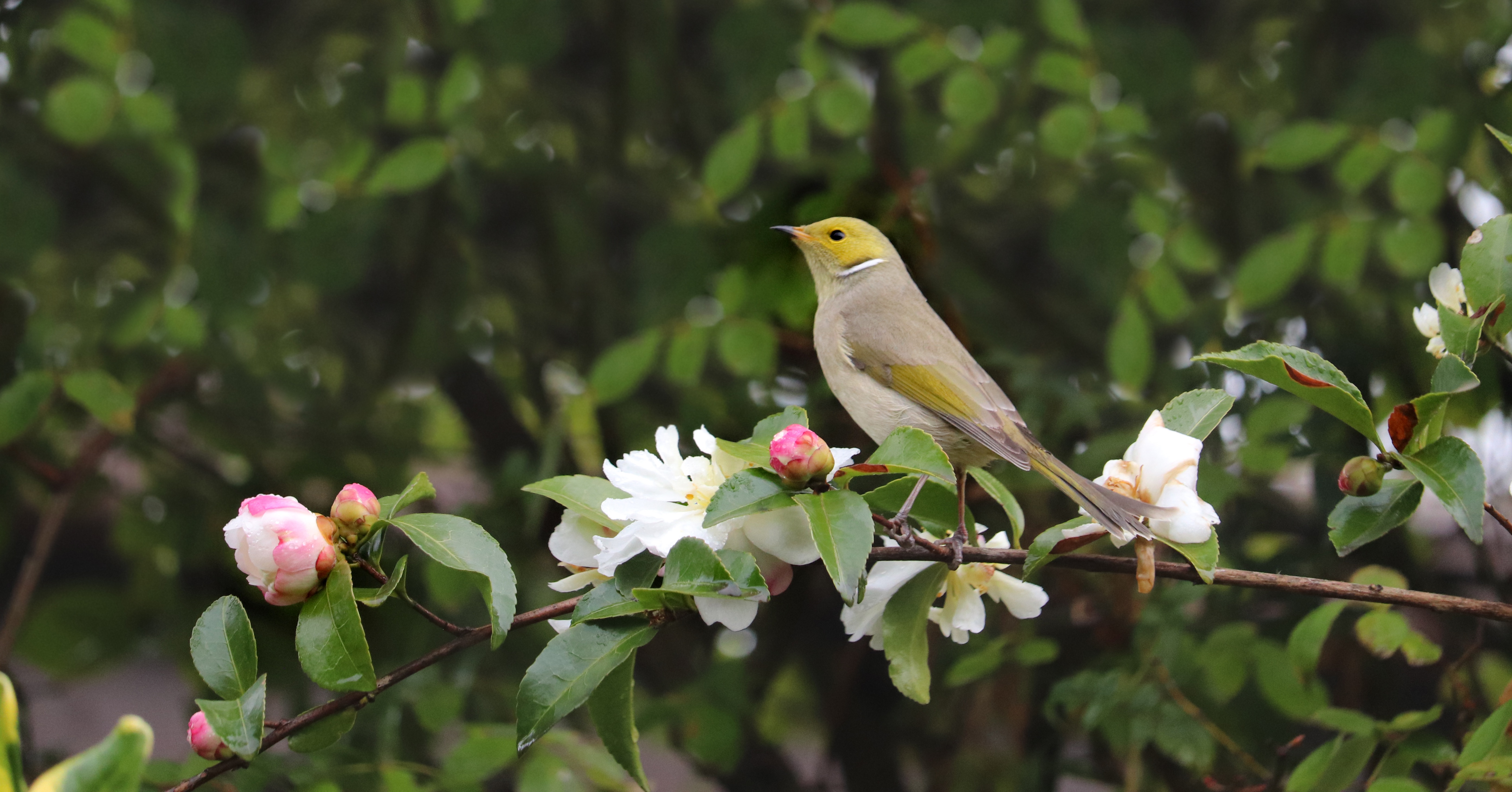 Pixabay Bird Flowers - HD Wallpaper 