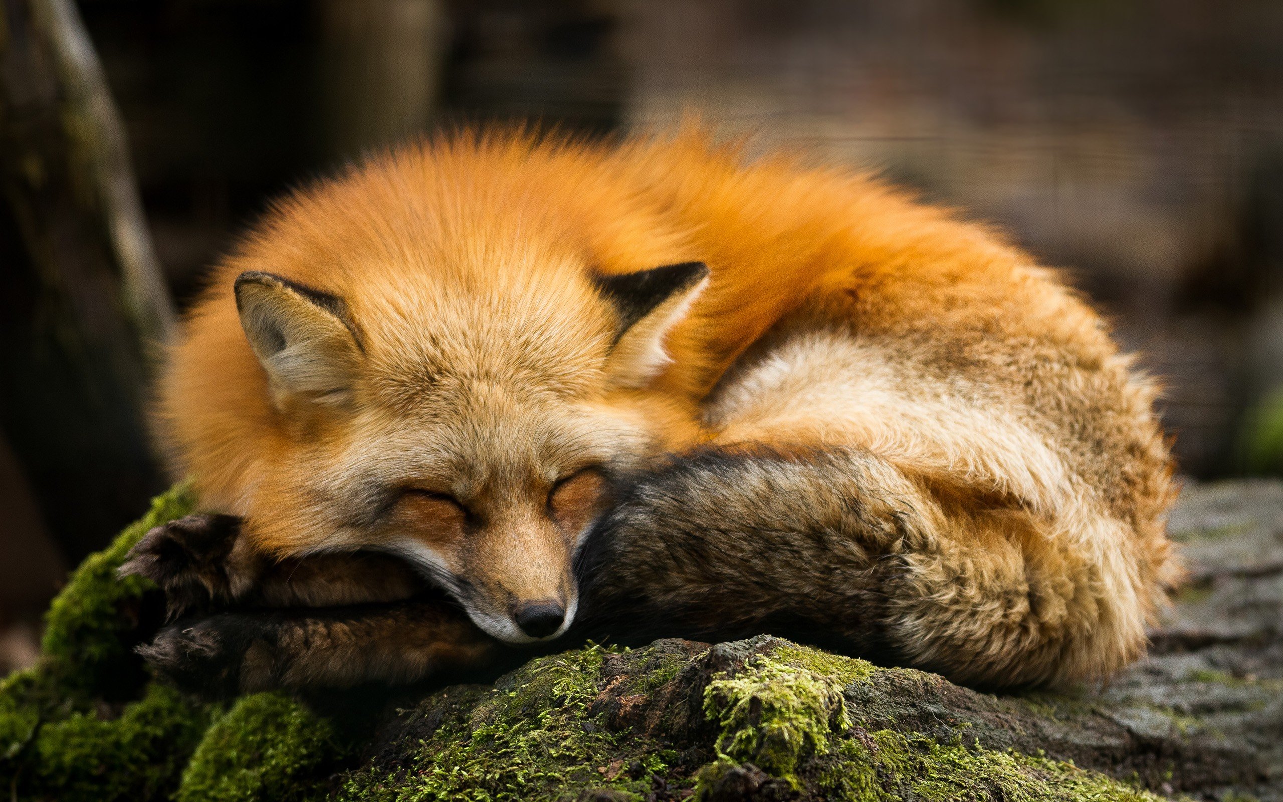 Red Fox Hd - 2560x1600 Wallpaper - teahub.io