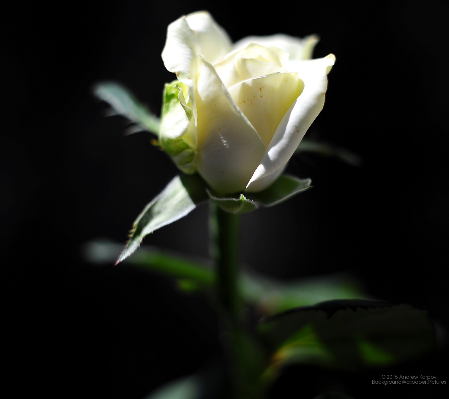 Lenovo S90 Sisley - Wallpaper - HD Wallpaper 