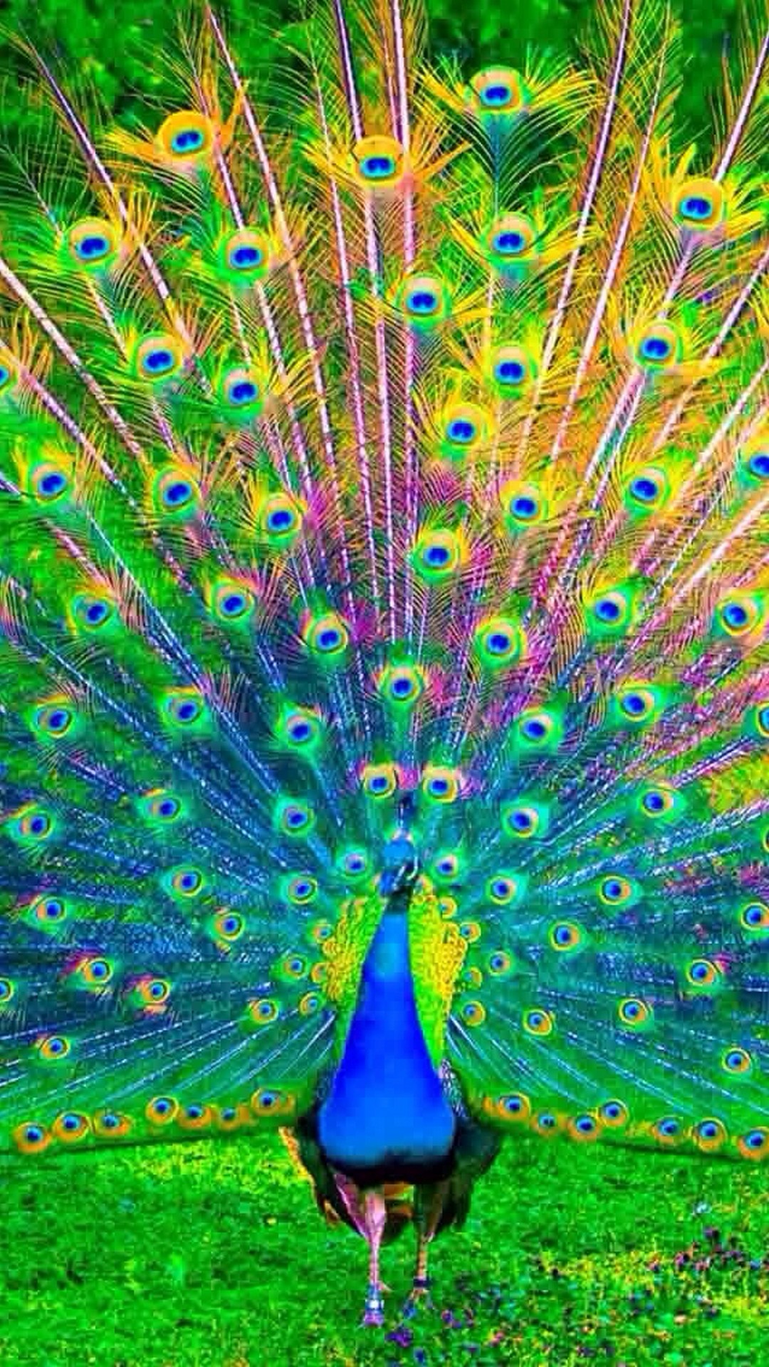 Peacock Wallpaper For Iphone Resolution - Peacock Wallpaper For Mobile - HD Wallpaper 