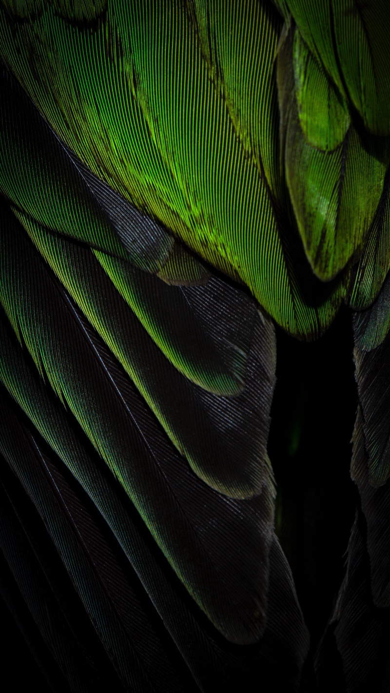 Wallpaper Feathers, Texture, Color, Green - Feather Green Wallpaper