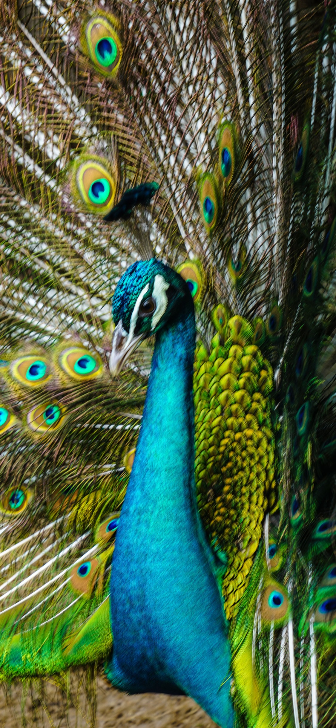 Iphone Wallpaper Peacock, Tail Open, Beautiful Feathers Iphone Xs Max Peacock 1125x2436
