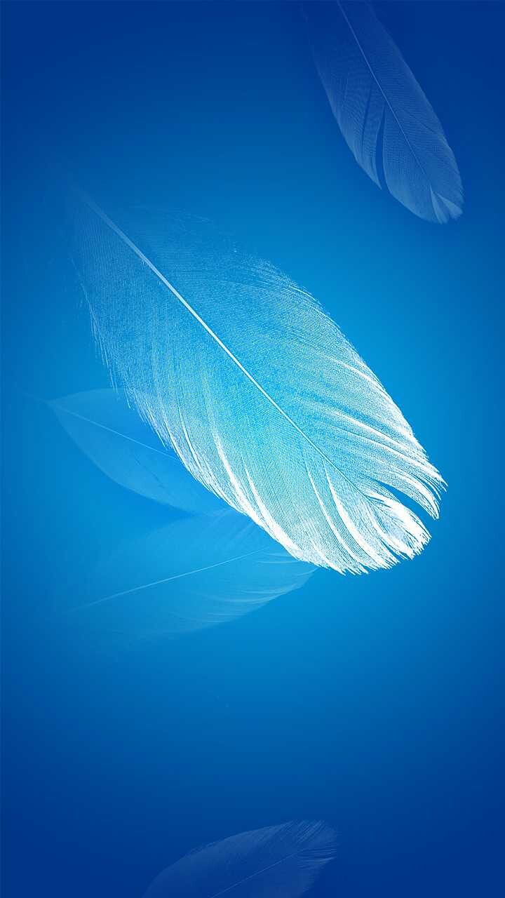 Blue Feather Wallpaper - Macro Photography - HD Wallpaper 