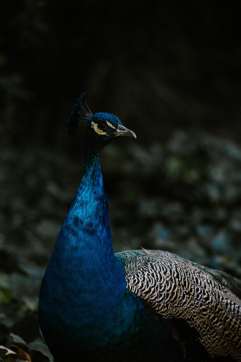 Wallpaper Peacock, Bird, Feathers, Color - Iphone Peacock Wings Hd - HD Wallpaper 