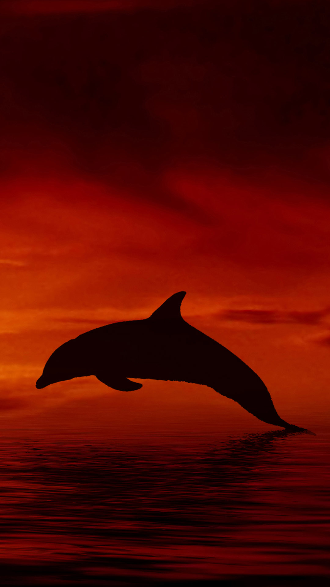 Lenovo Vibe K5 Plus Wallpapers - Common Bottlenose Dolphin - HD Wallpaper 