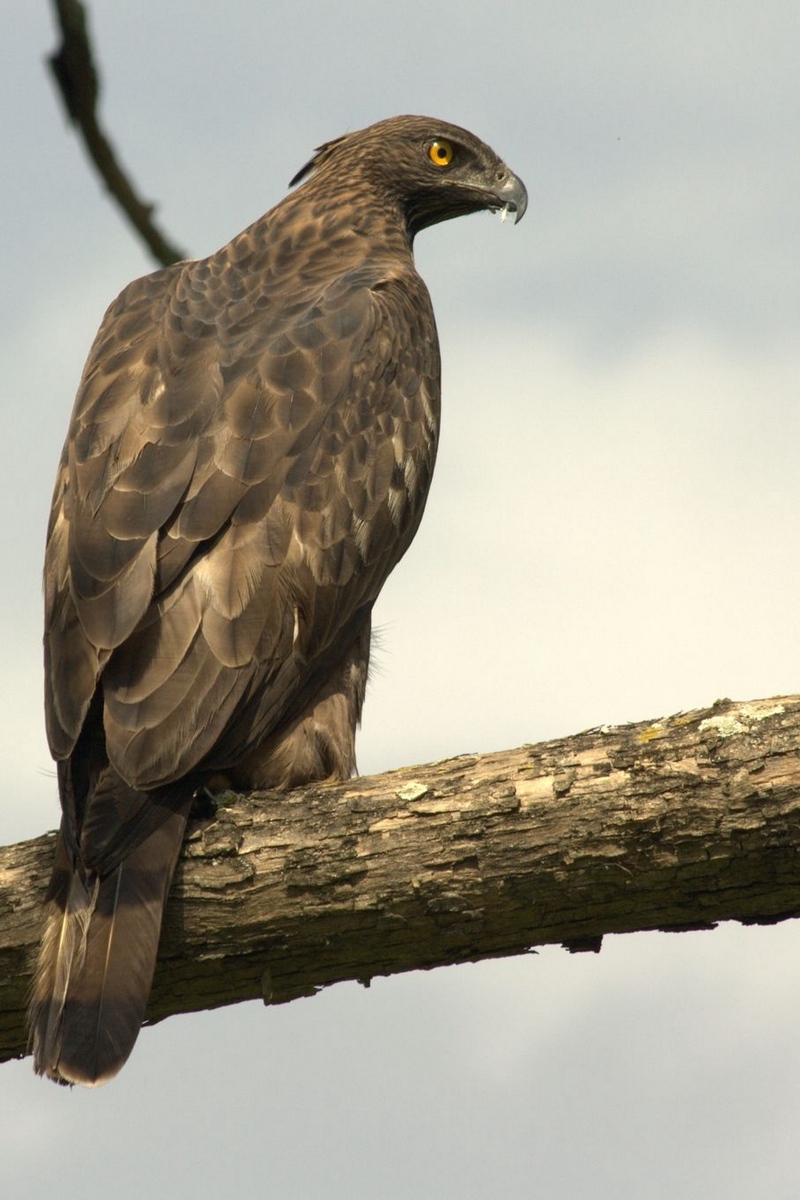 Wallpaper Hawk, Eagle, Bird, Predator, Sit, Feathers - Hawks Wallpapers Hd Iphone - 800x1200 Wallpaper Wallpaper Hawk, Eagle, Bird, Predator, Sit, Feathers - Hawks Wallpapers Hd Iphone - 800x1200 Wallpaper