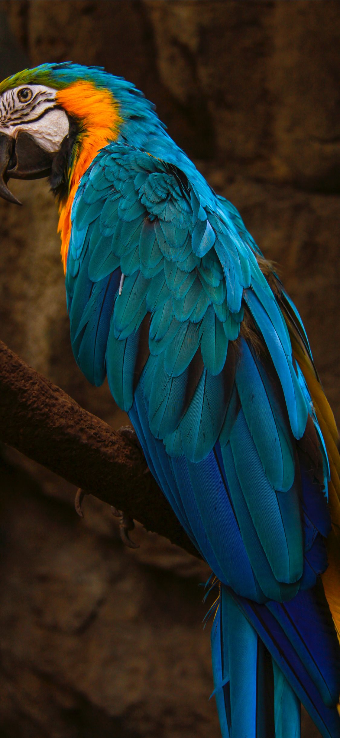 Parrot Wallpaper Download - HD Wallpaper 