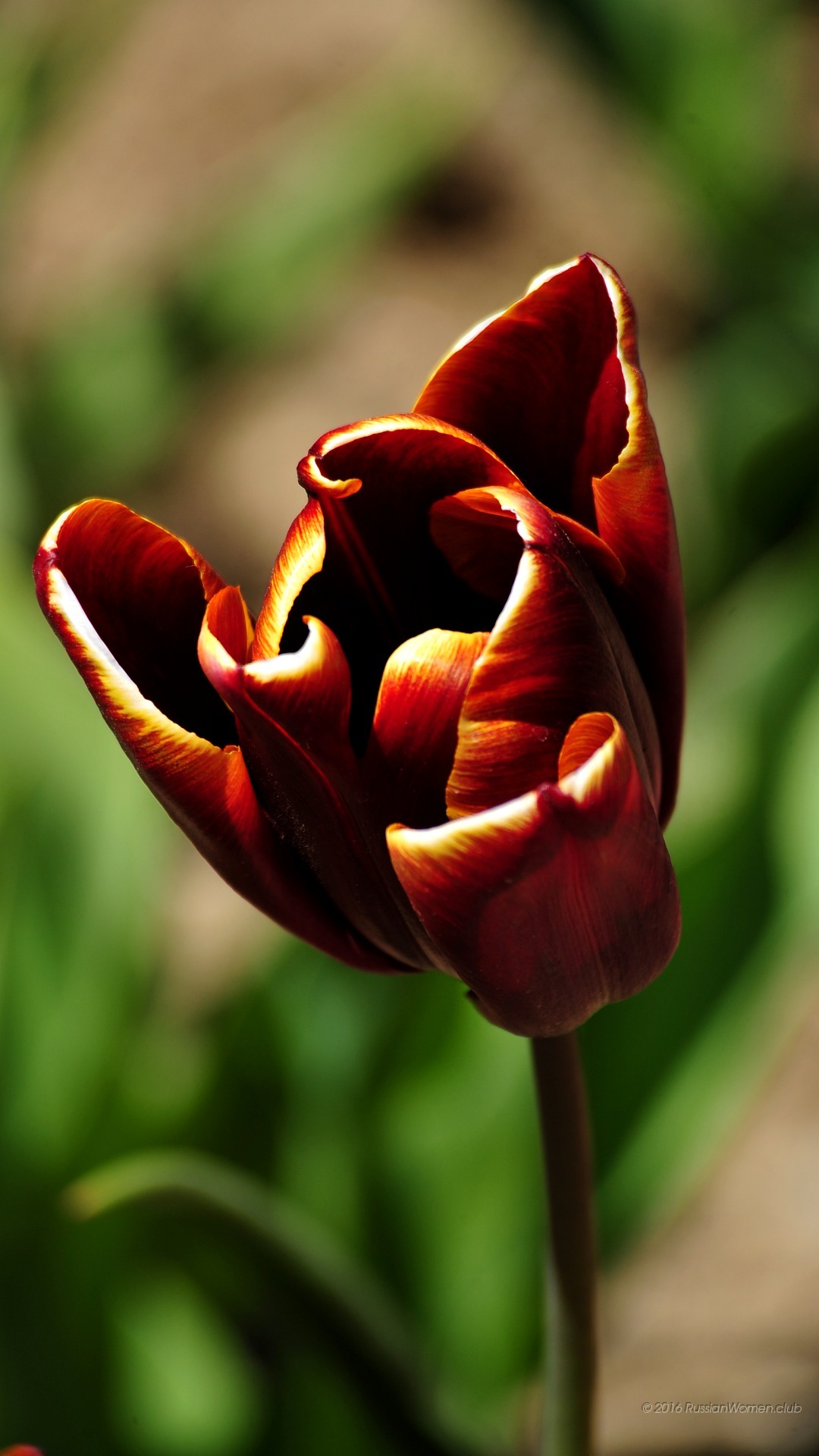 Lenovo K5 Note Background - پس زمینه های زیبای گوشی - HD Wallpaper 