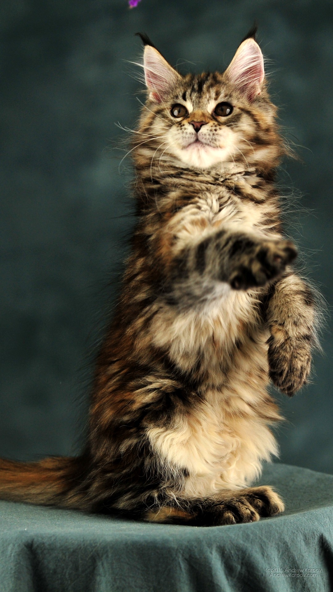 Lenovo Vibe K5 Plus Background - Mobile Phone - HD Wallpaper 