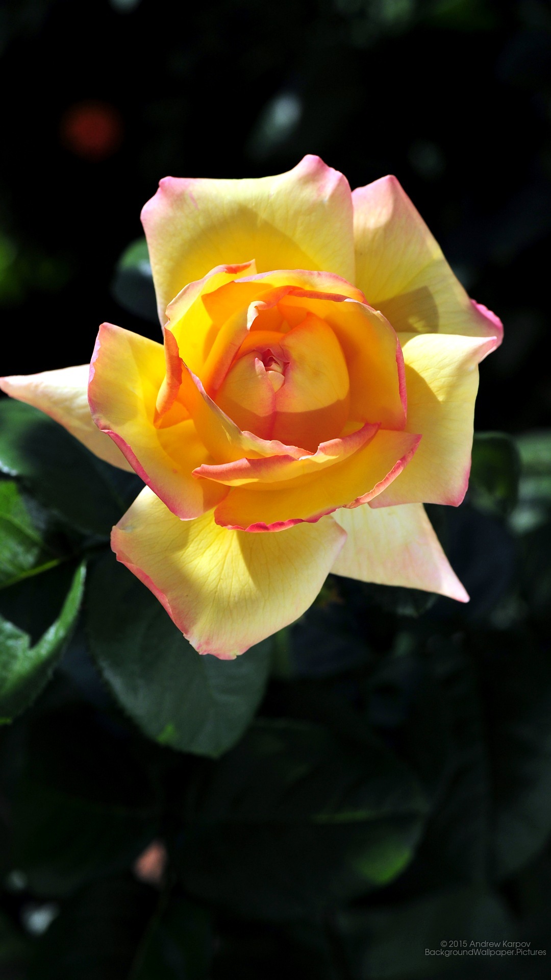 Lenovo K5 Note Background - Garden Roses - HD Wallpaper 