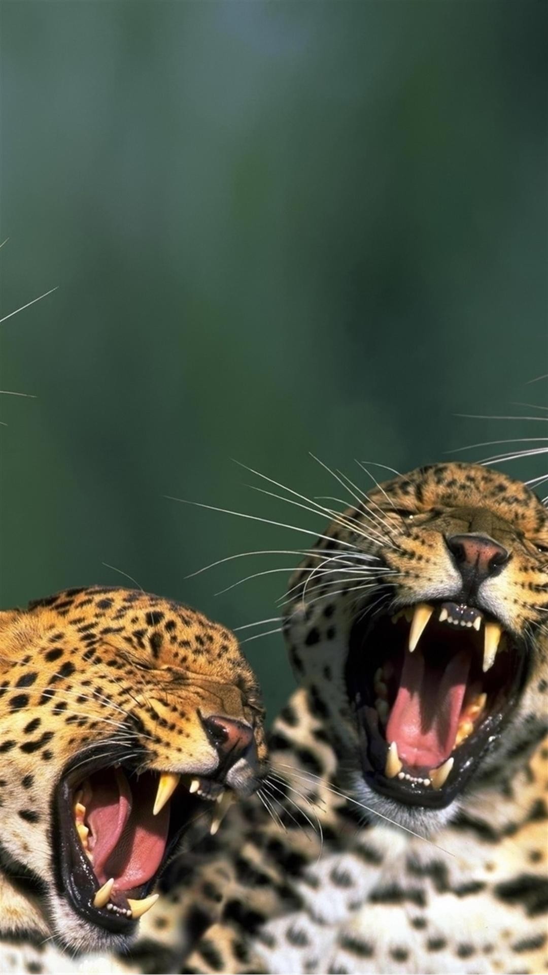 Lenovo K4 Note Wallpaper №12 - Animal's Mouth Open - HD Wallpaper 