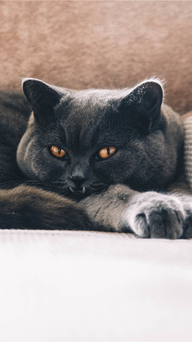 Angel Iphone Wallpaper - Iphone - HD Wallpaper 