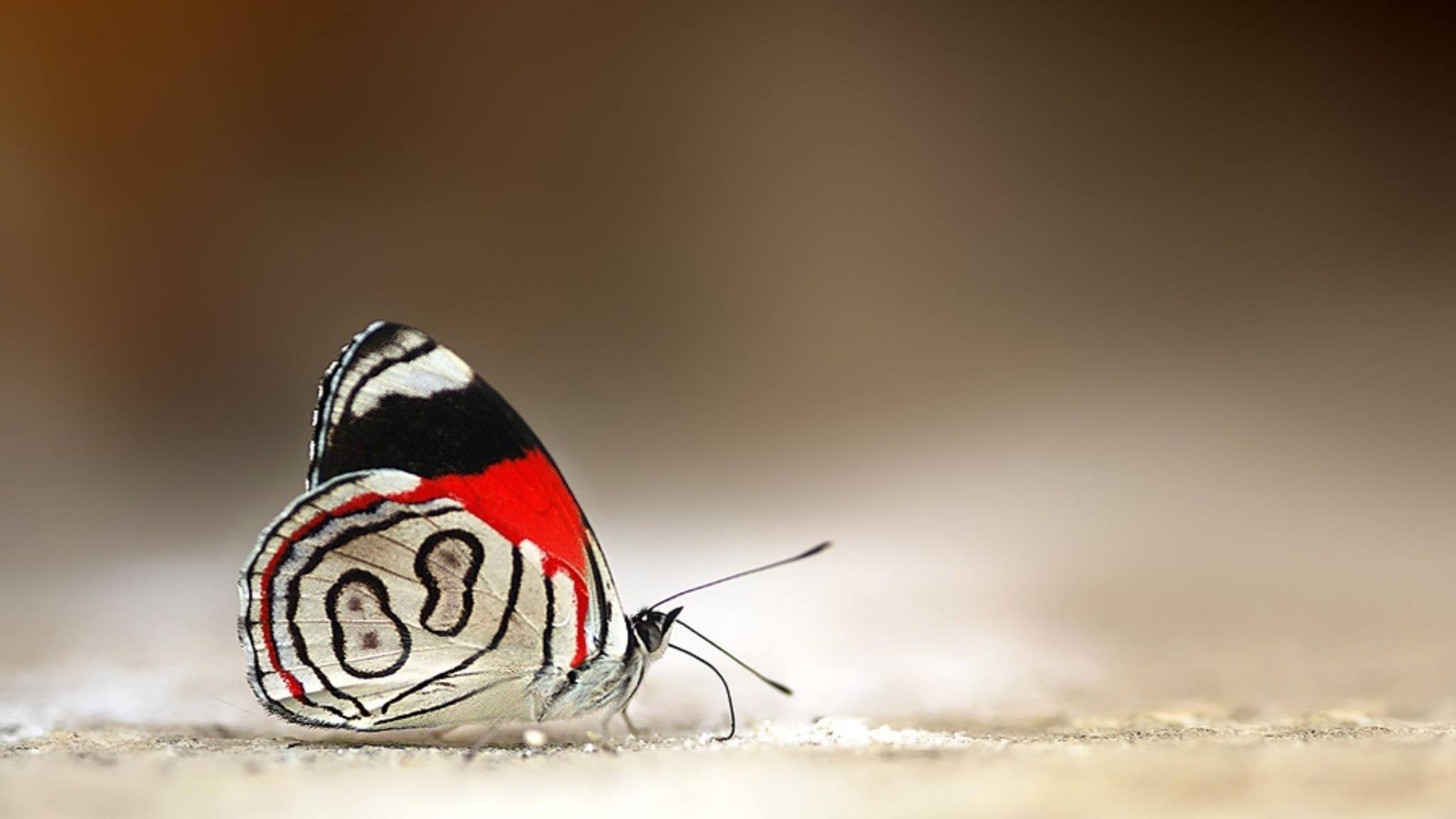 Pc Hd Wallpaper Butterfly - HD Wallpaper 