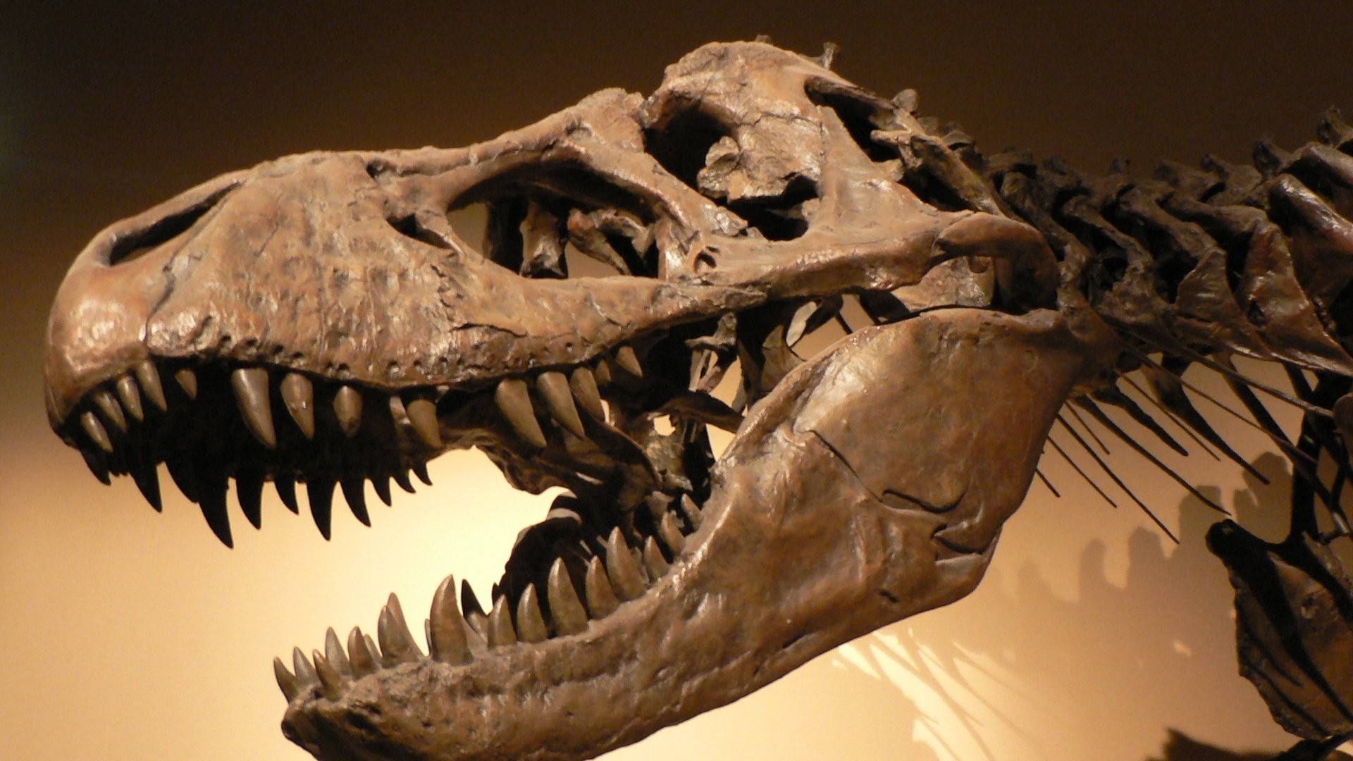 Dinosaur Fossil - HD Wallpaper 