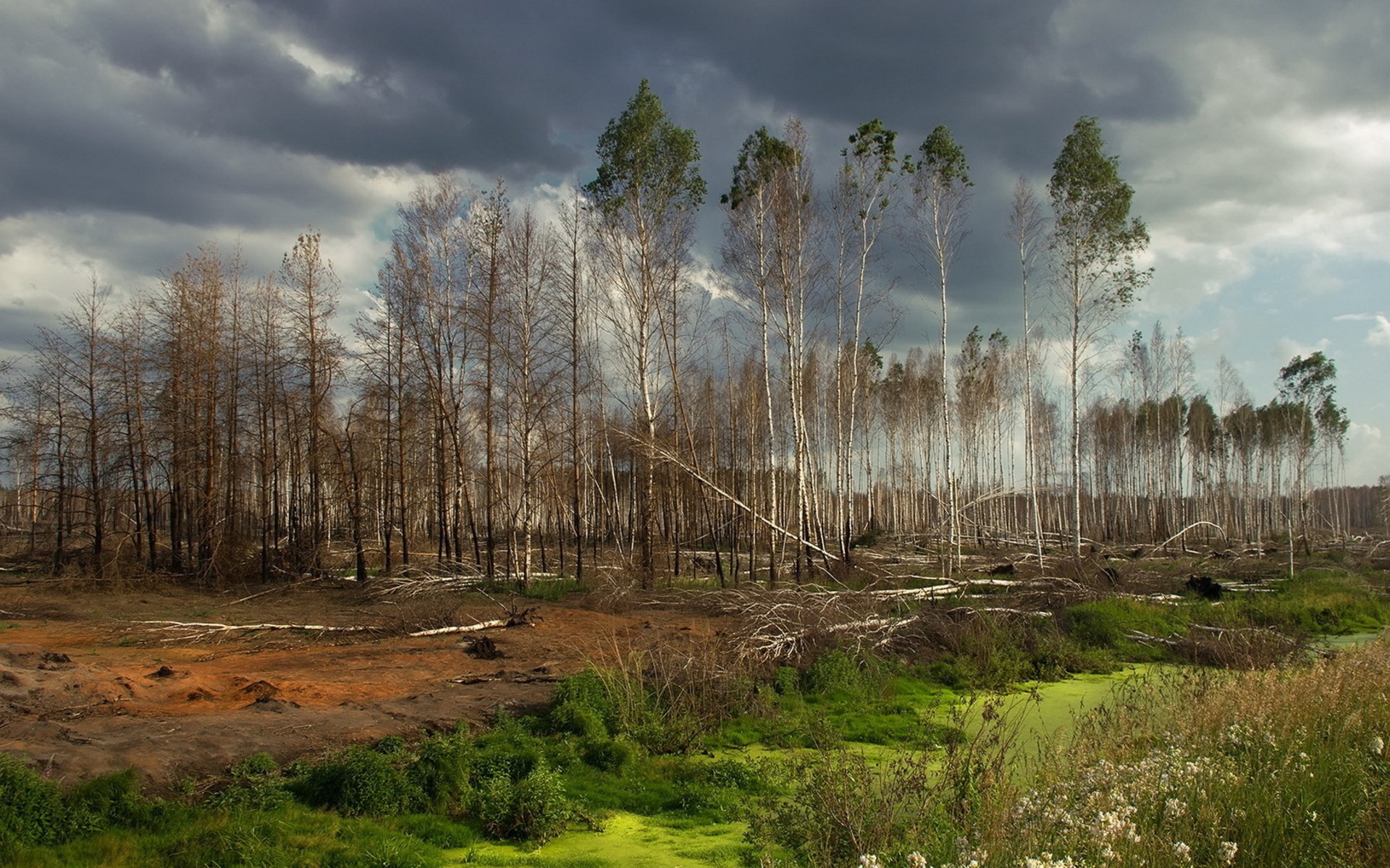 Wallpaper - HD Wallpaper 