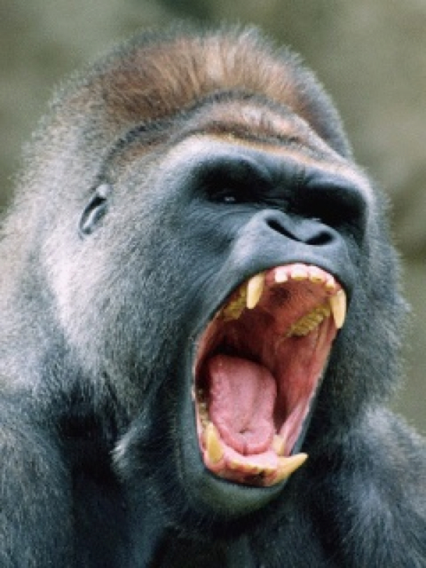 Angry Gorilla - HD Wallpaper 