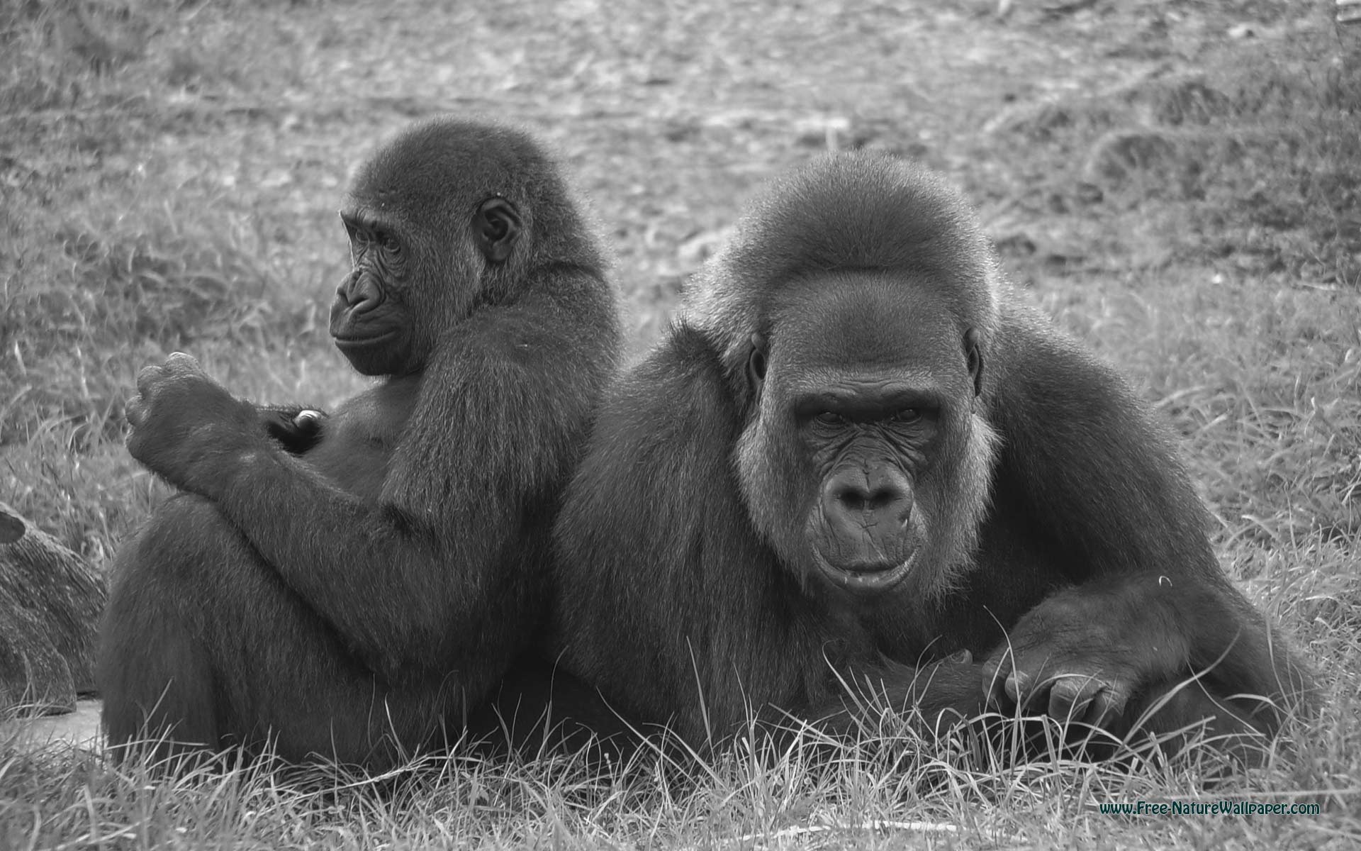 Gorillas Desktop - HD Wallpaper 