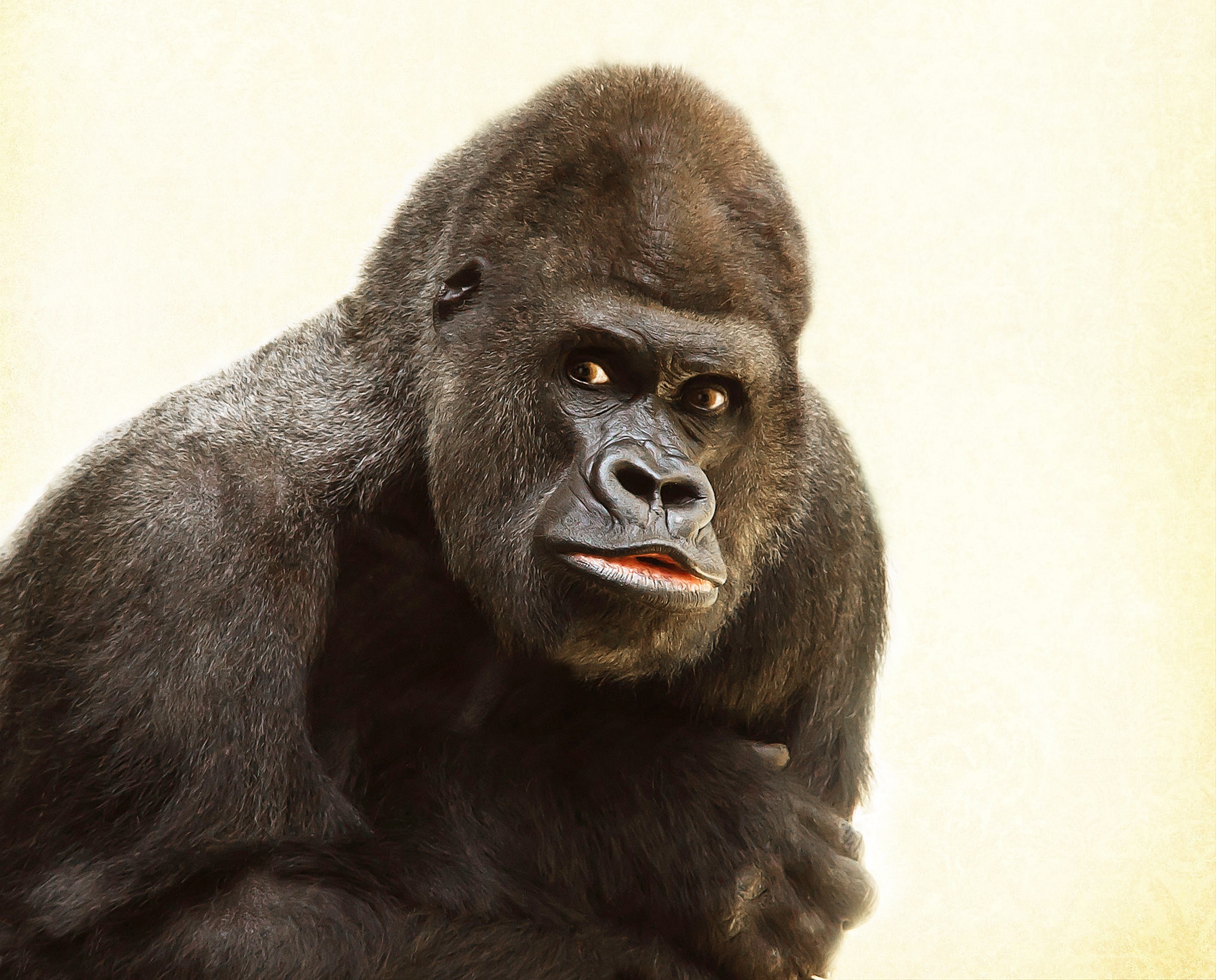 Long Do Gorillas Live - HD Wallpaper 