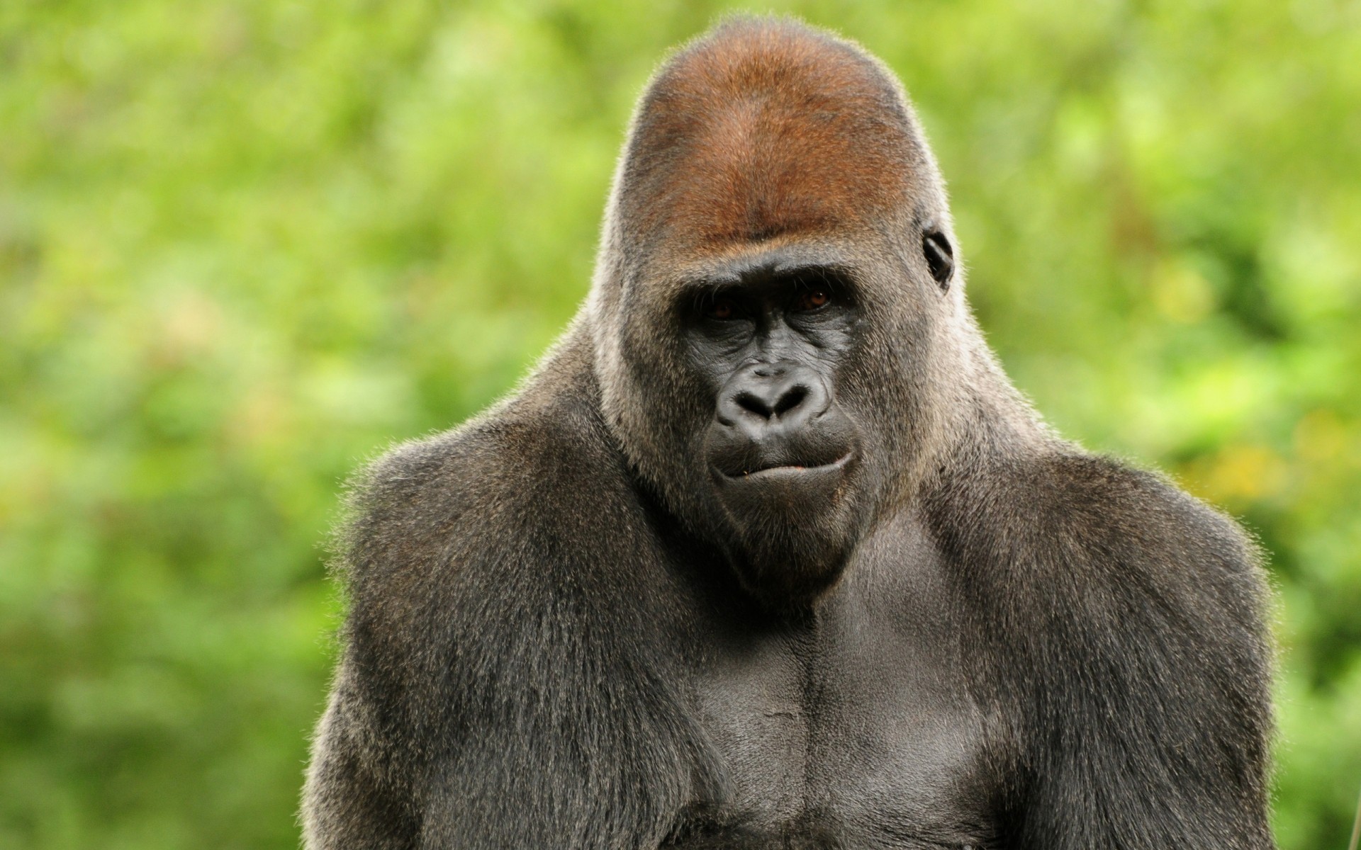 Animals Mammal Wildlife Primate Monkey Ape Portrait - Animals Hd Wallpapers Gorilla - HD Wallpaper 