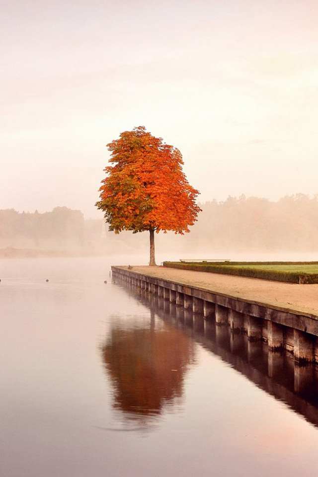 Autumn Tree Scenery Landscape Hd - HD Wallpaper 
