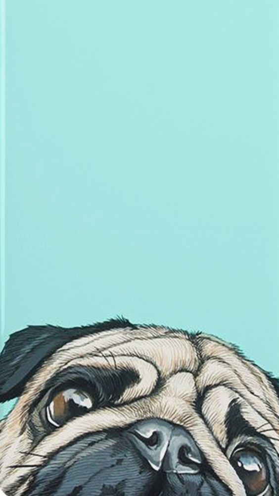 Pug Hd Wallpaper For Mobile - HD Wallpaper 