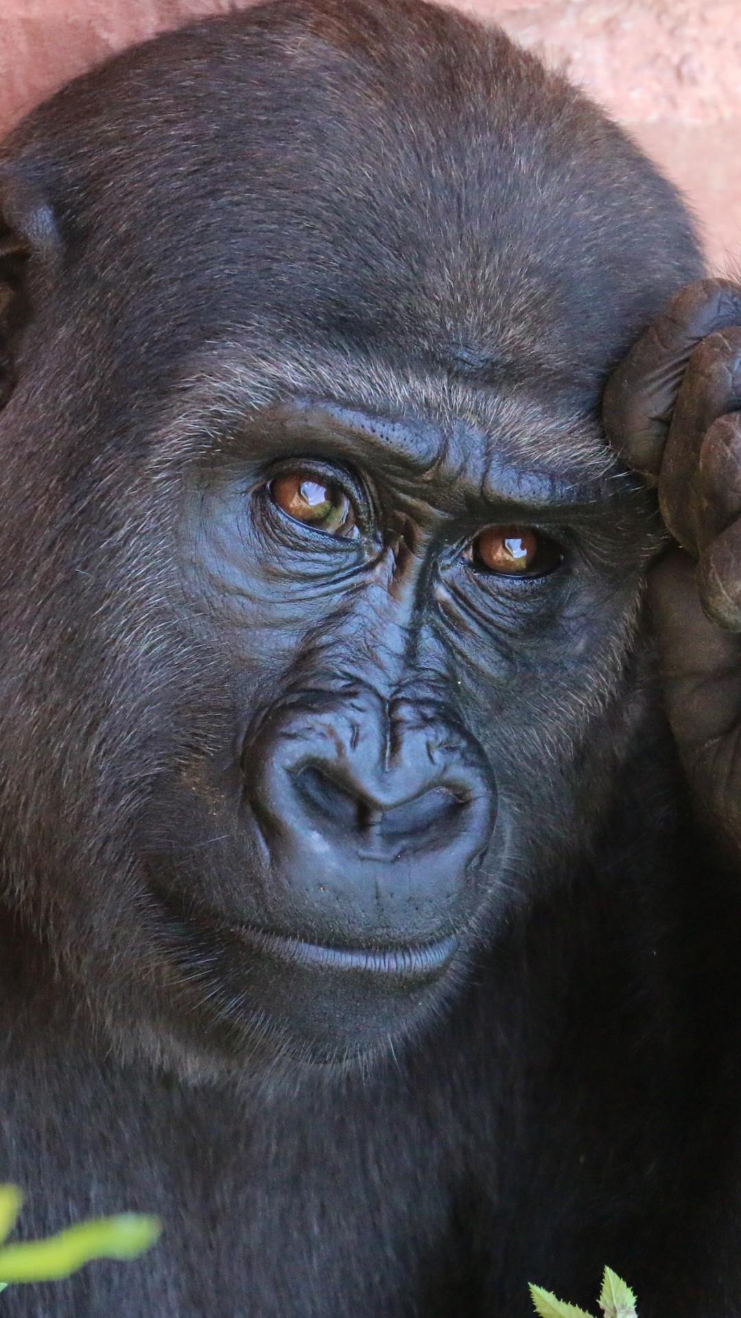 Gorilla, Close-up - Gorilla Backgrounds - HD Wallpaper 
