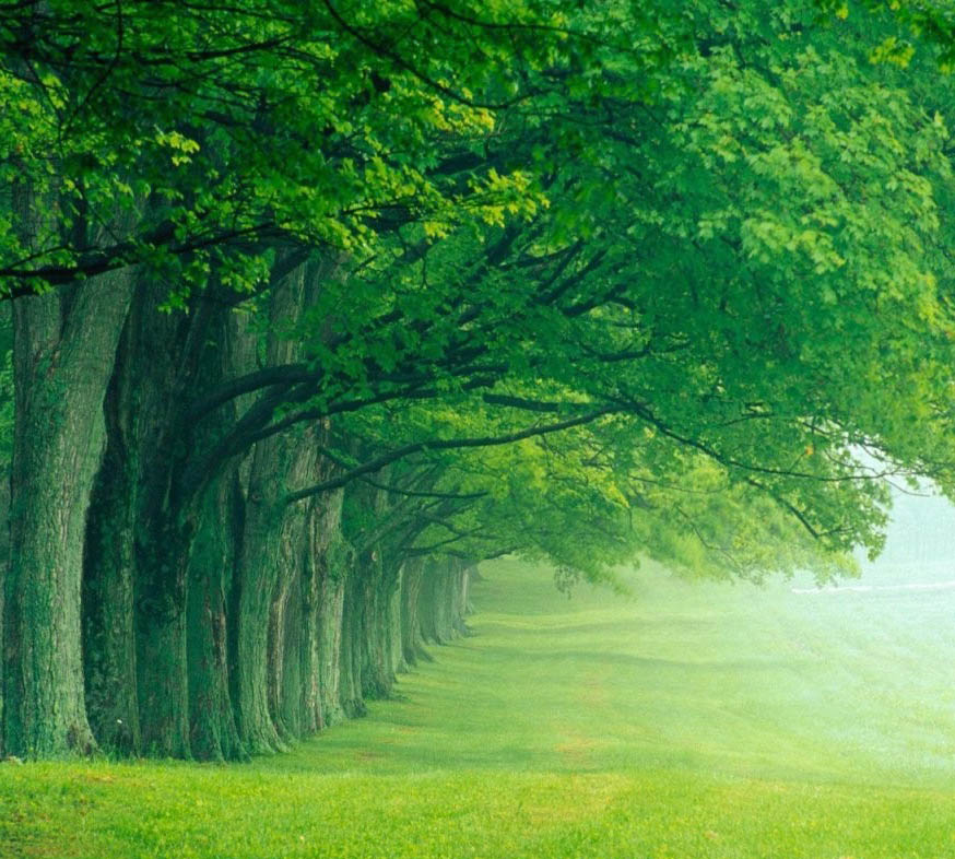 Green Trees - HD Wallpaper 