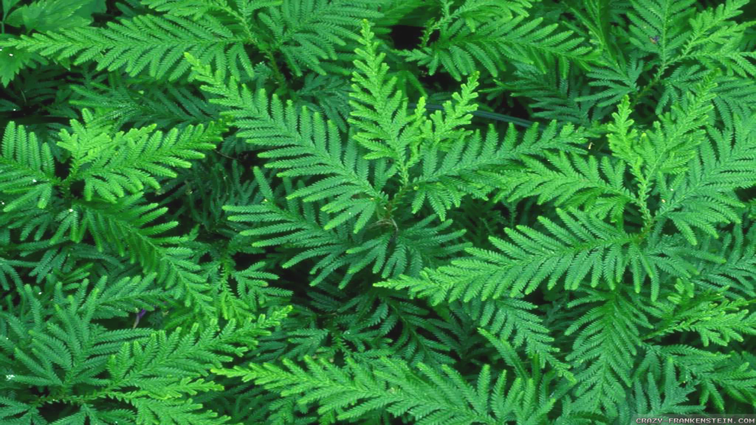 Green Wallpaper Tumblr Hd - HD Wallpaper 