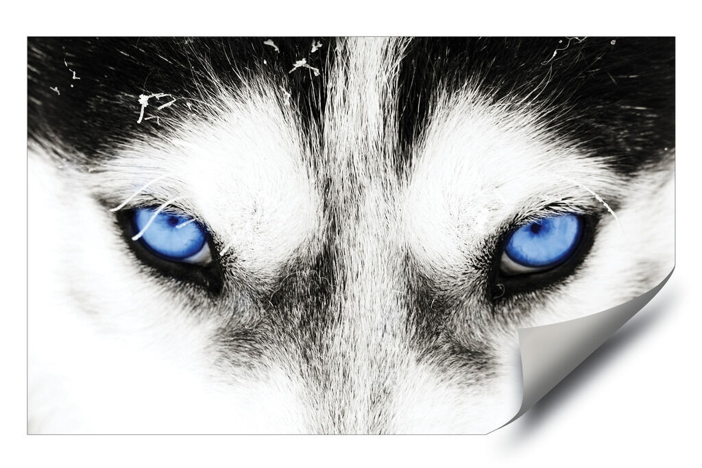 White Husky With Red Eyes - HD Wallpaper 