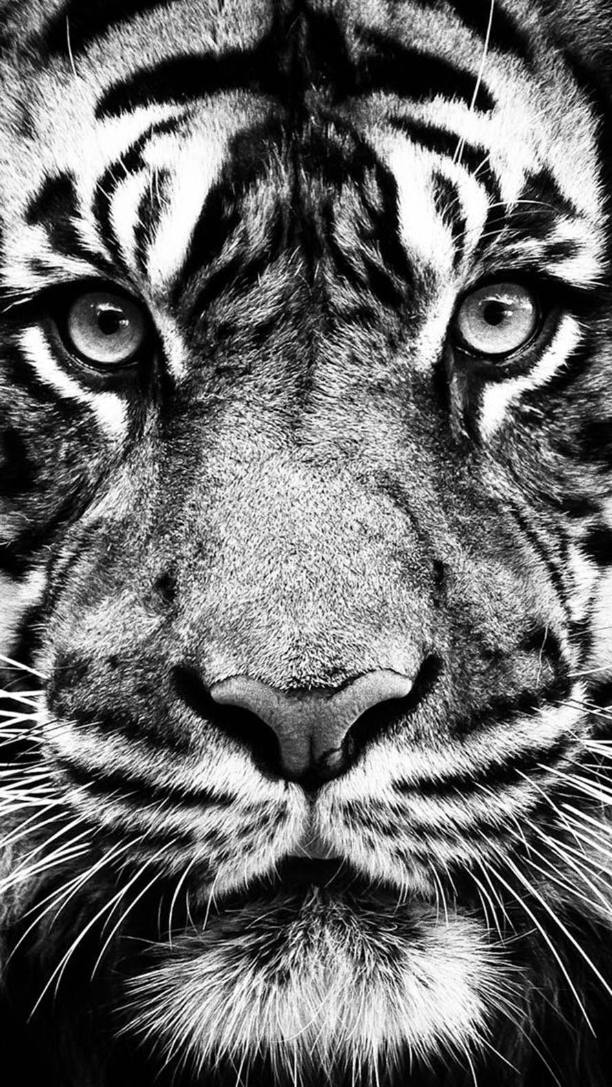 Iphone 5s Wallpaper Tumblr Wf1018 - Tiger Black And White - HD Wallpaper 