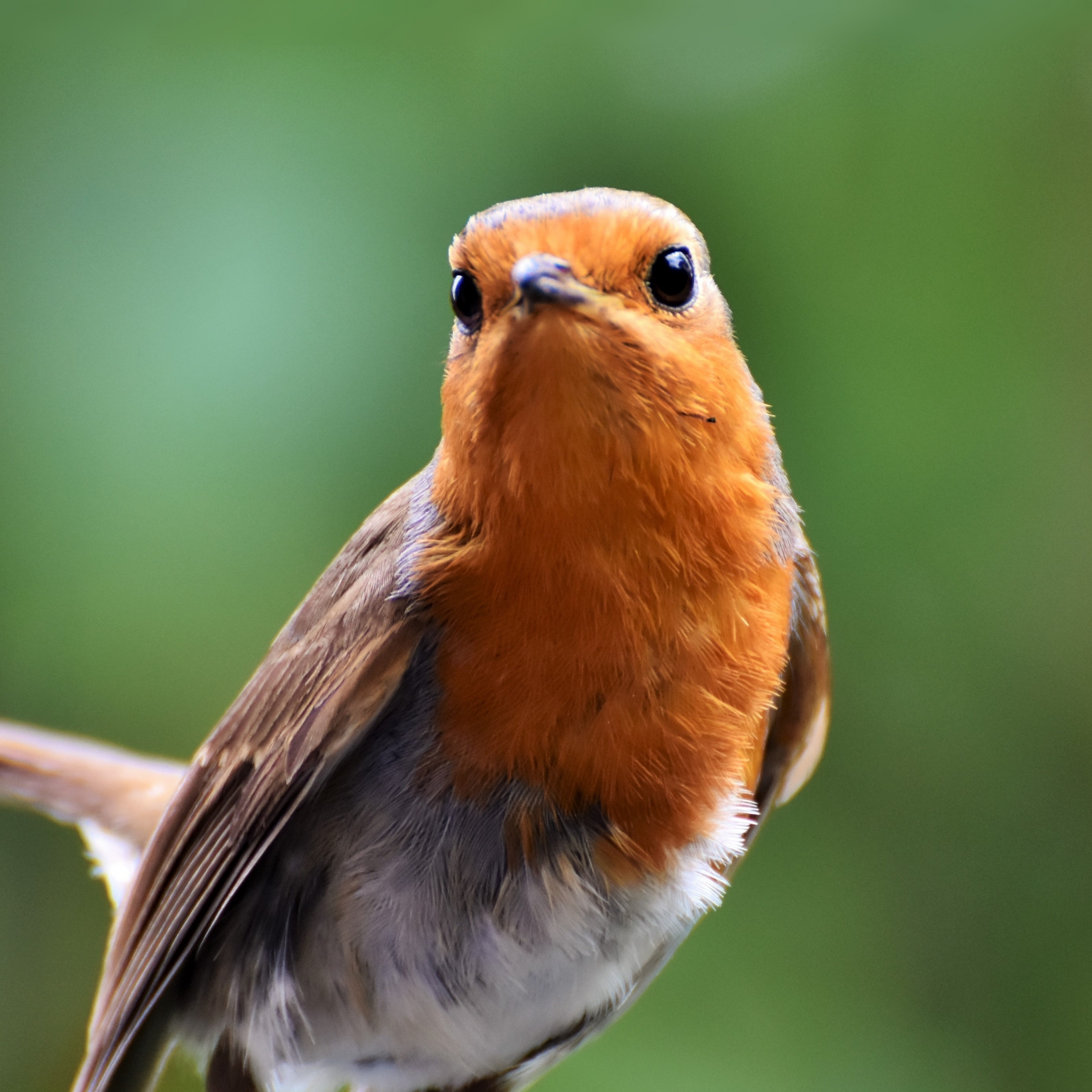 Rumi Quotes Youtube Background - HD Wallpaper 