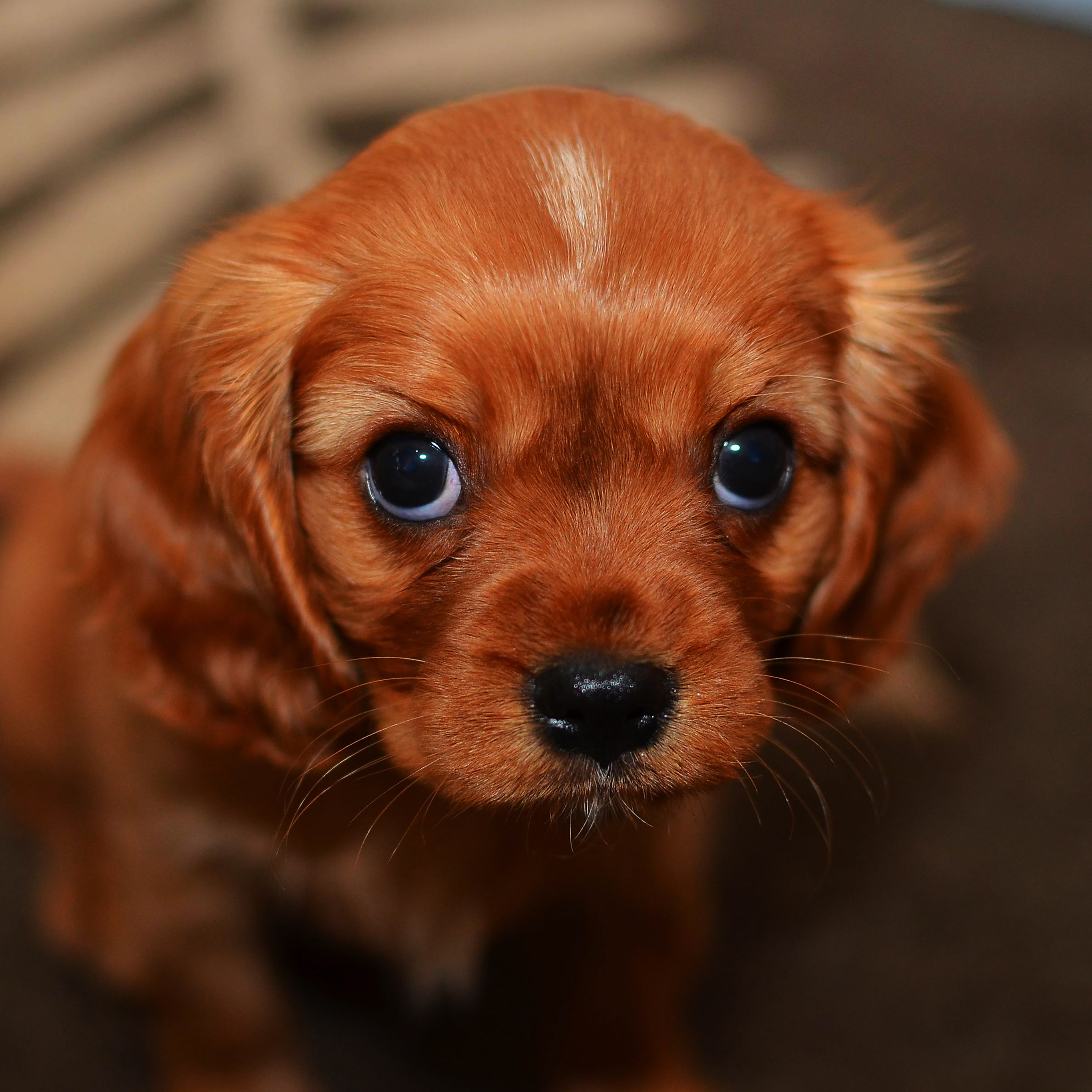 Puppies Doing Puppy Eyes - HD Wallpaper 