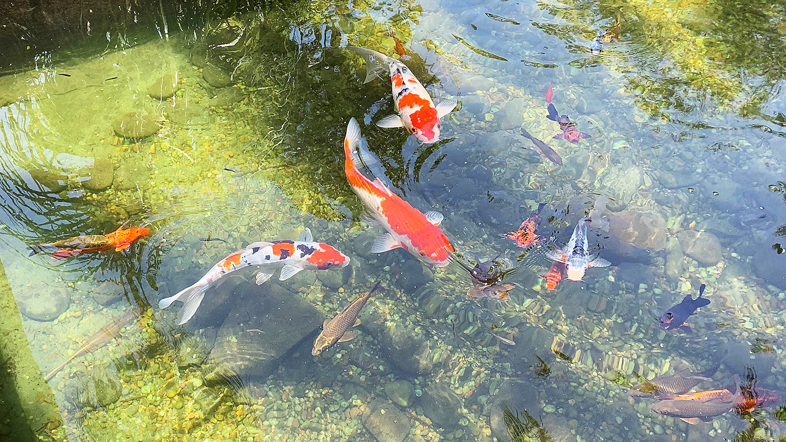 To Make The Kaizen Method Truly Transformative And - Fish Pond - HD Wallpaper 