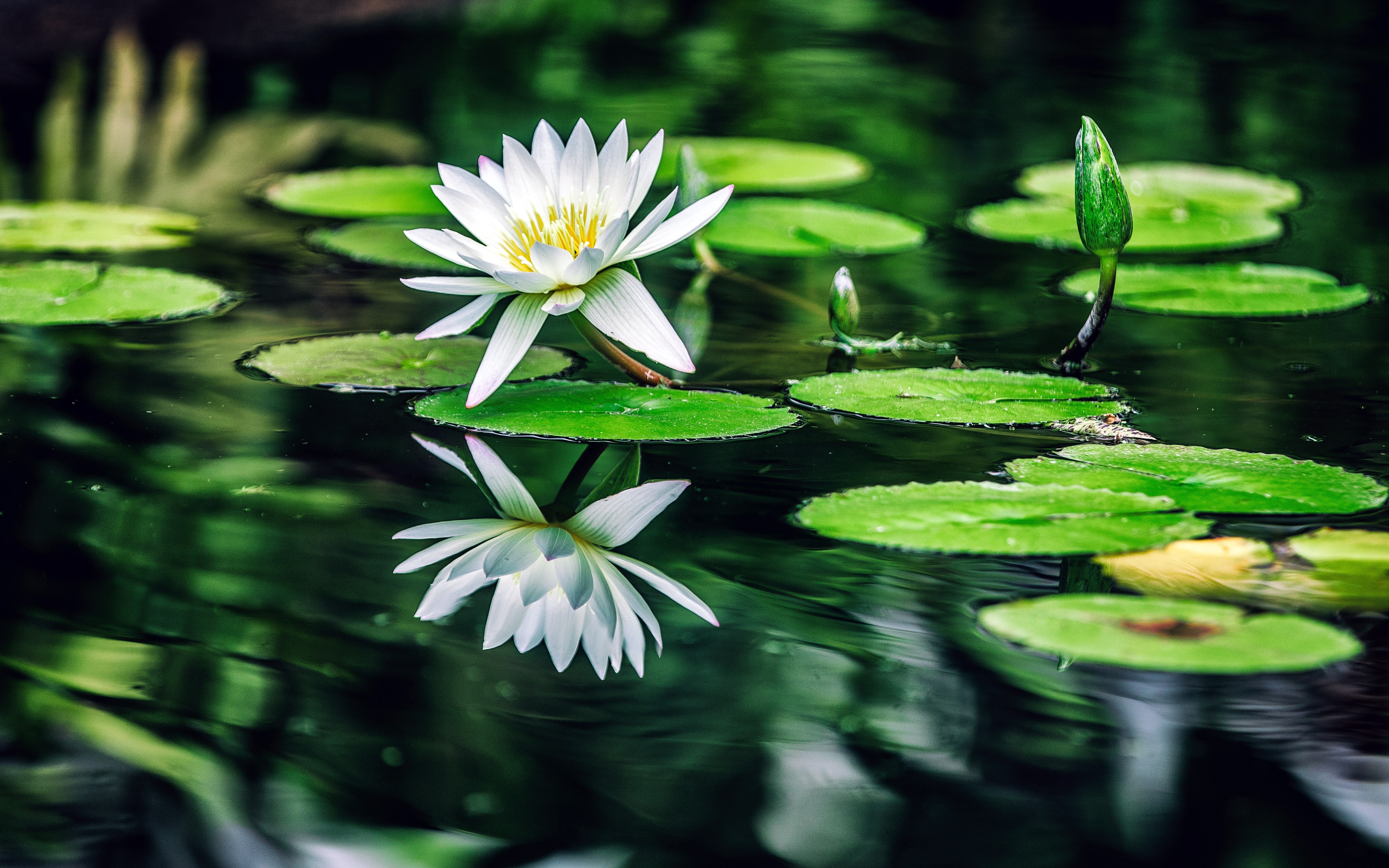 White Water Lilies Green Leaves Pool Wallpaper - HD Wallpaper 