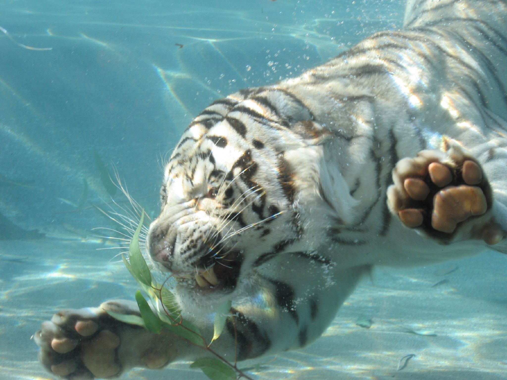 White Tiger Swimming Wallpaper - Sfondi Tigre Bianca - HD Wallpaper 