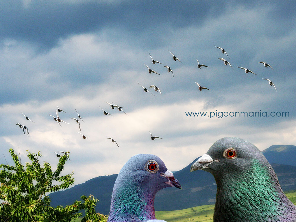 Pigeons Wallpapers - HD Wallpaper 