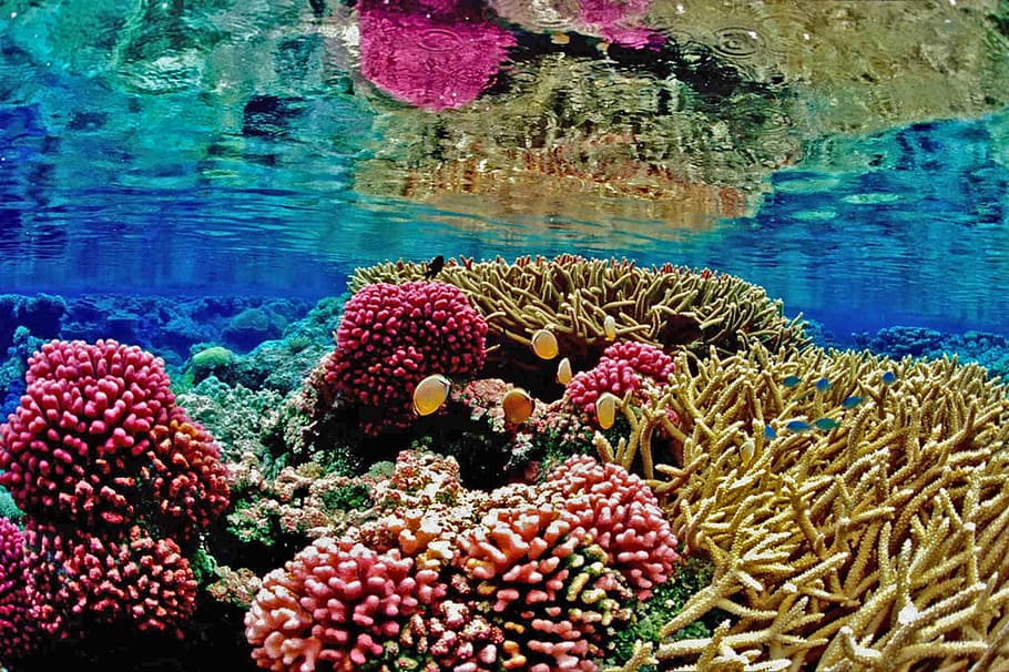 Underwater Photography Of Corals, Recife, Coral Reef, - Coral Reefs Important - HD Wallpaper 