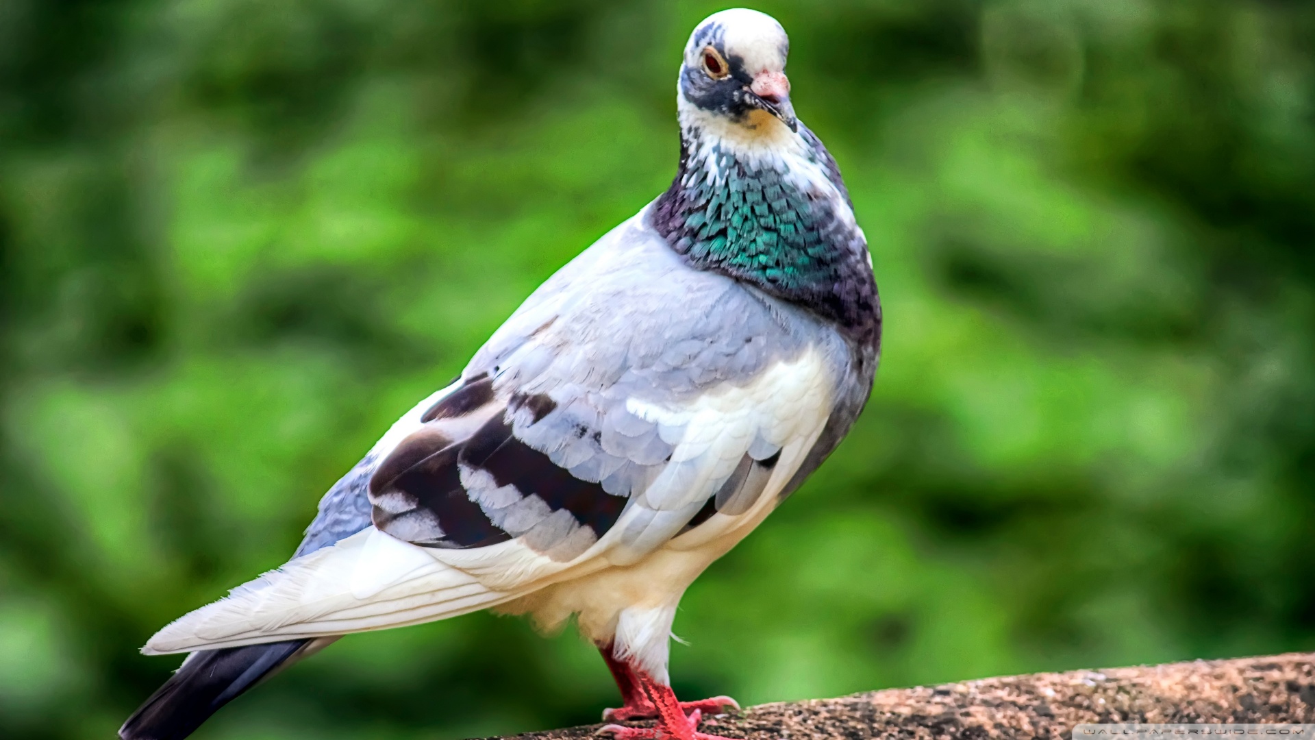 Pigeon Wallpapers For Desktop - HD Wallpaper 