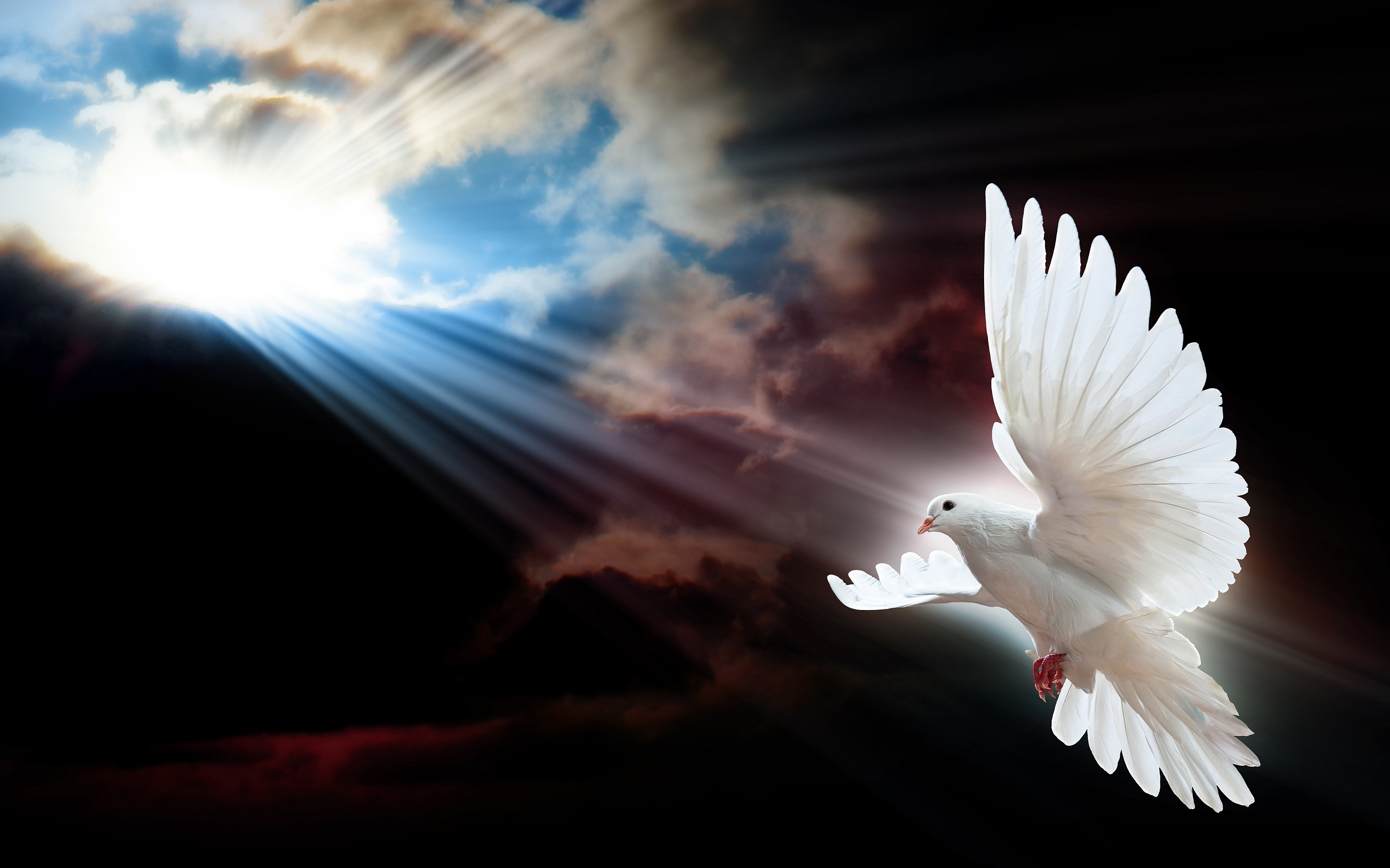 Doves Images Dove Hd Wallpaper And Background Photos - Doves Background - HD Wallpaper 