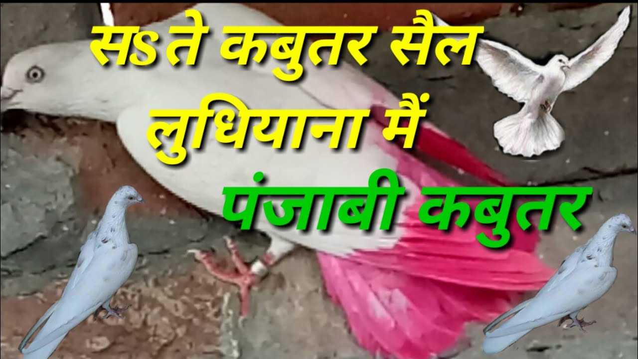 Rock Dove - HD Wallpaper 